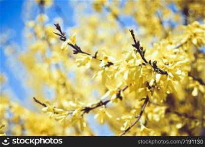 beautiful flowering bush Forsythia europaea. spring. floral background