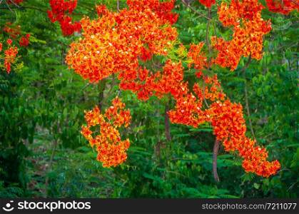 Beautiful flowering flame tree, Royal poinciana or flamboyant tree on blurred green natural background