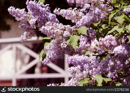 Beautiful flowering flowers of lilac tree at spring. Blossom in Spring. Spring concept.. Beautiful flowering flowers of lilac tree at spring. Blossom in Spring. Spring concept