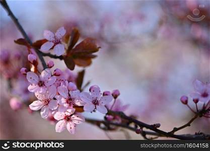 Beautiful flowering Japanese cherry - Sakura.  Background with flowers on a spring day.