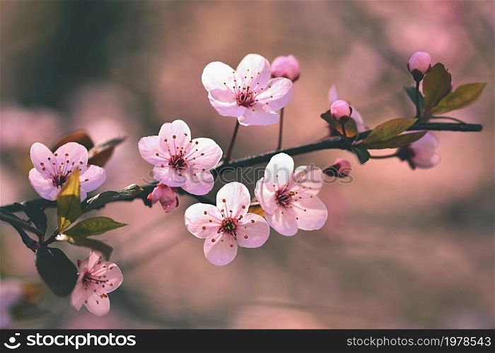 Beautiful flowering Japanese cherry - Sakura. Background with flowers on a spring day.