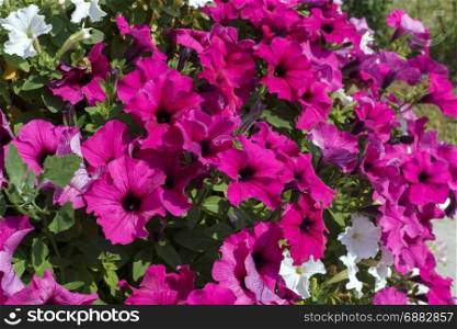 Beautiful flowering petunia, closeup
