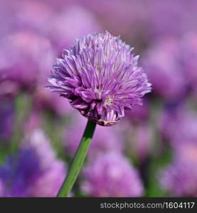 Beautiful flowering purple plant - chives. Natural colorful background in sunny and summer day. Allium schoenoprasum 