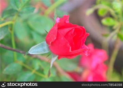 beautiful flowering red roses in the garden