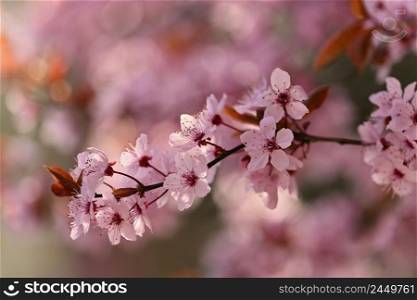 Beautiful flowering tree. Spring colorful background with flowers. Nature in spring time - nice sunny day.
