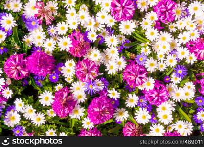 Beautiful flowers as background