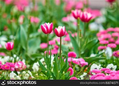 Beautiful flowers background. Floral background