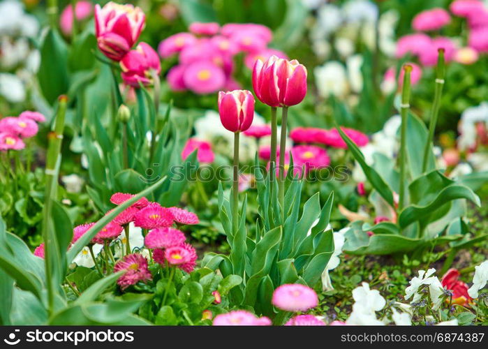 Beautiful flowers background. Floral background