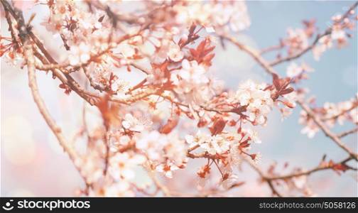 Beautiful flowers background, gentle white little flowers on the tree, cherry tree blossom, beauty of spring nature, photo with retro effect
