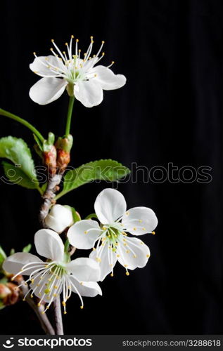 Beautiful flowers blooming cherry on a black background