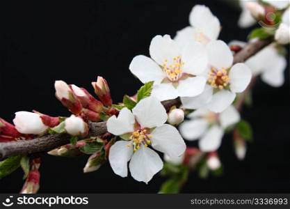 Beautiful flowers blooming cherry on a black background
