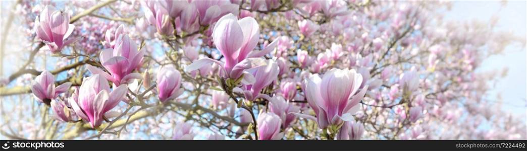 beautiful flowers blooming of a magnolia tree in sprintime in panoramic view . beautiful flowers blooming of a magnolia in a sprintime in panoramic view