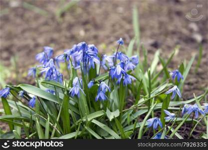 Beautiful flowers bluebell or Scylla grow in the meadow.. Beautiful flowers bluebell or Scylla grow in the meadow
