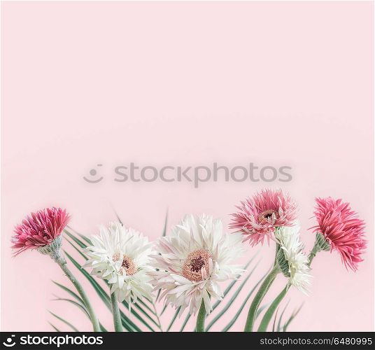 Beautiful flowers bunch of gerbera at pastel pink background, front view