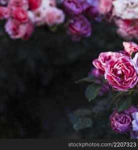 beautiful flowers bush