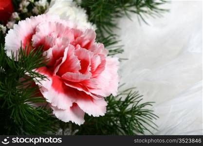 beautiful flowers close up pink red macro like card