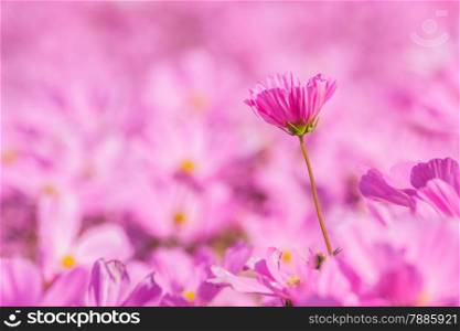 Beautiful flowers cosmos on softly blurred background in Valentine&rsquo;s Day