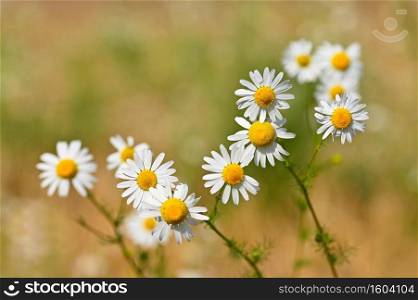 Beautiful flowers - daisies. Summer nature background with flowers.