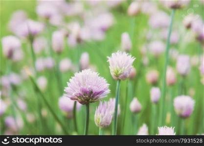 beautiful flowers decorative onion field. Allium schoenoprasum