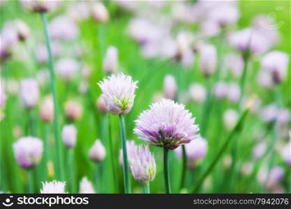 beautiful flowers decorative onion field. Allium schoenoprasum