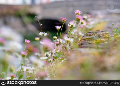 Beautiful flowers field at Bruges (Brugge) with water canal and bridge, Flanders, Belgium, spring season. Shallow depth of field.