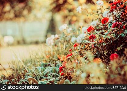 Beautiful flowers garden with roses, outdoor nature background