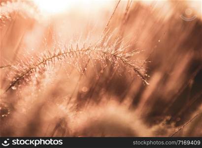 Beautiful flowers grass in nature background.
