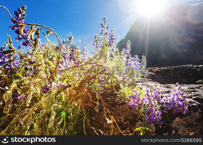 Beautiful flowers in Cordillera Huayhuash mountains, Peru, South America