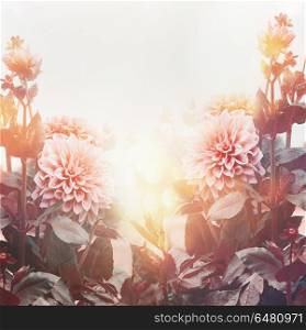 Beautiful flowers in garden or park in sunset light, floral background, summer outdoor nature