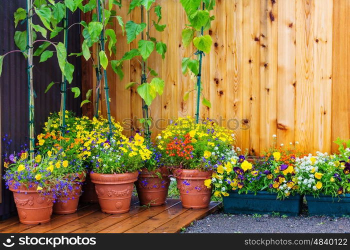 Beautiful flowers in the garden