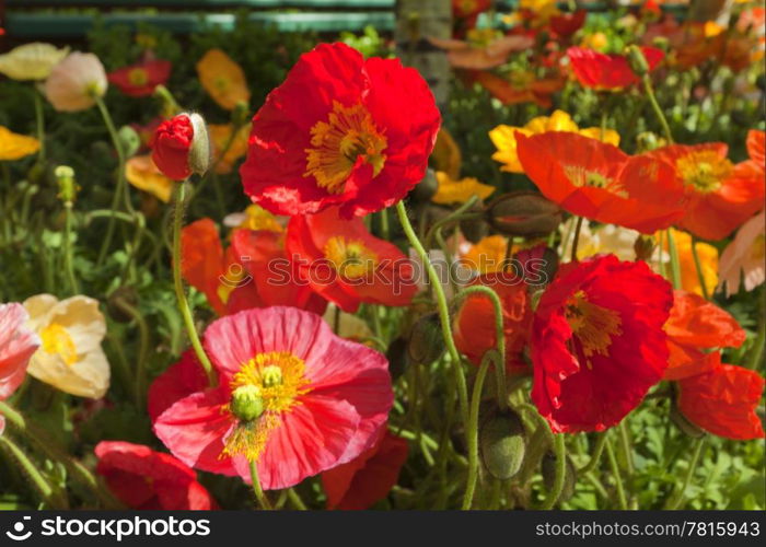 Beautiful flowers in the garden.