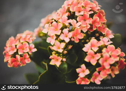 Beautiful flowers in the garden greenhouse Kalanchoe