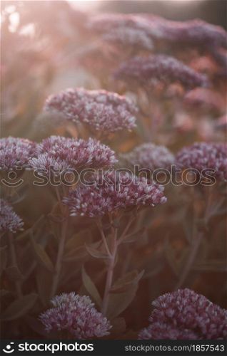 beautiful flowers in the morning light. floral background