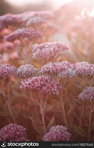 beautiful flowers in the morning light. floral background