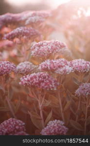 beautiful flowers in the morning light. floral background