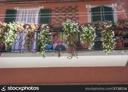 Beautiful flowers in the park of Cinque Terre - Italy.