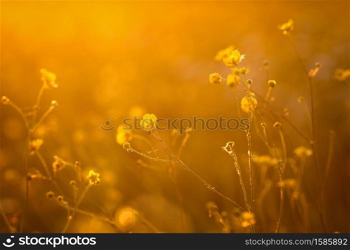 Beautiful flowers in the sunset backlight