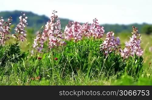 Beautiful flowers in the wind (Dictamnus albus)
