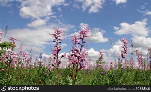 Beautiful flowers in the wind (Dictamnus albus)