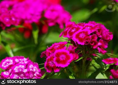 beautiful flowers isolated on green background