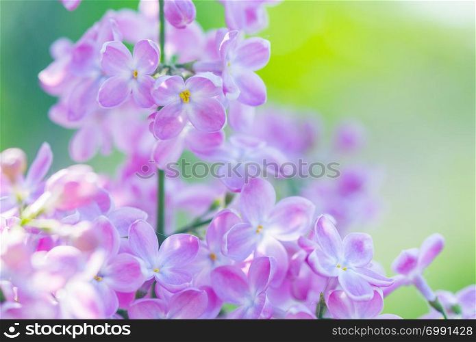 Beautiful flowers lilac and sunlight in spring