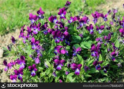 Beautiful flowers of blue pansies in the grass