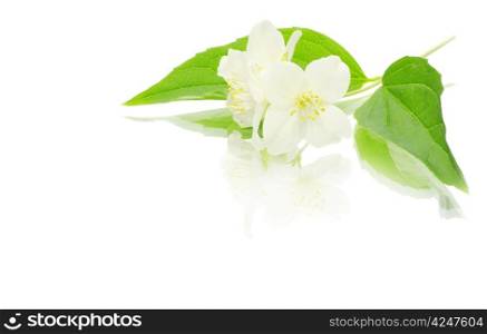 beautiful flowers of jasmine on white