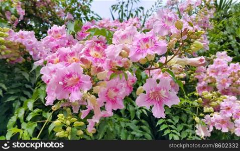 Beautiful flowers of Pink Trumpet vine or Port St John’s Creeper  klimop  or Podranea ricasoliana or C&sis radicans or Trumpet creeper or Cow itch vine or Hummingbird vine flowers
