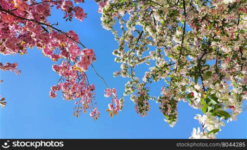 Beautiful flowers of spring trees on blue sky background