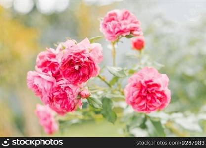 Beautiful flowers of the floribunda Pomponella rose in summer in the garden