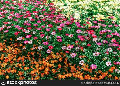 beautiful flowers on a flower bed