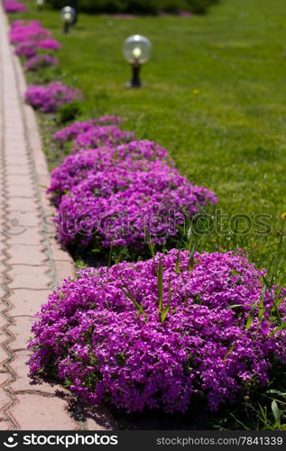 Beautiful flowers on city park in Ukraine .