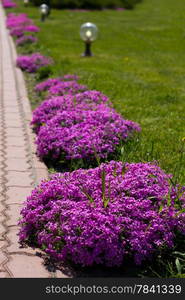 Beautiful flowers on city park in Ukraine .