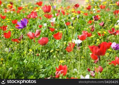 Beautiful Flowers On The Field. Kibbutz Malkiya. Israel